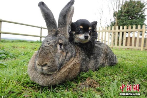 身长约1.32米 世界最大的兔子被偷 女主人悬赏1000英镑