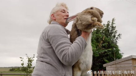 世界最大兔子家中被偷 主人急了 悬赏9000元 求找回