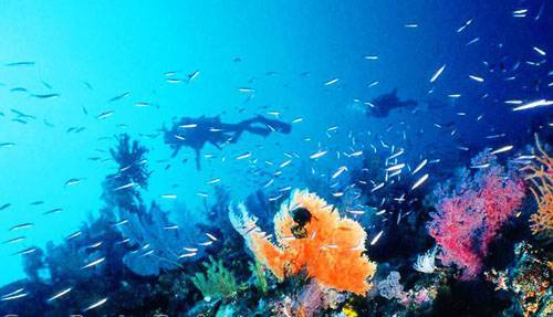 世界上最大的海是 珊瑚海 