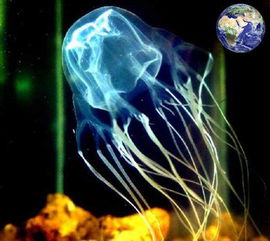 世界上最毒的生物是什么 这种水母比眼镜蛇毒百倍 