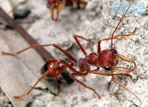 世界上最大的蚂蚁,公牛蚁 3.7厘米 