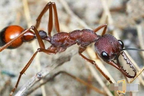 世界上最大的蚂蚁,身长4厘米,难以置信