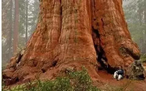世界上最大的雪曼将军树 世界上最大的雪曼将军树图片