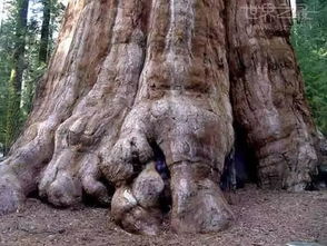 世界上现存最大的一棵树 谢尔曼将军树