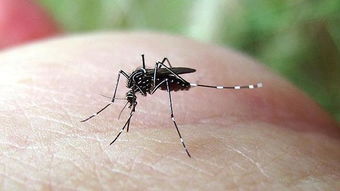 10条好玩的冷知识,蚊子每次吸血能吸多少