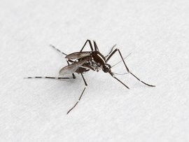 蚊子吸一次血能活多久 