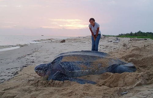 世界上最大的乌龟排名 棱皮海龟体重1300公斤 世界上最大的乌龟是谁