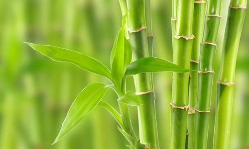 植物 落叶 烂根 怎么救 教你几招,植物长得好根真壮