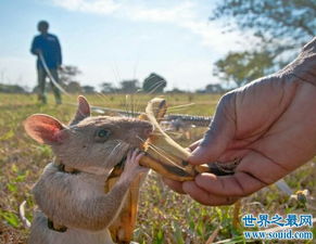 世界上最大的老鼠有多大吗?它们几乎和一只狗一样大,也是一个扫 世界上最大的鲨鱼