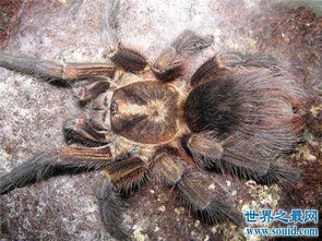 世界上最大的蜘蛛,身长一寸含有剧毒 