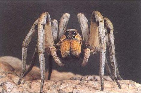 世界上最大的蜘蛛,体长30厘米以鸟为食 