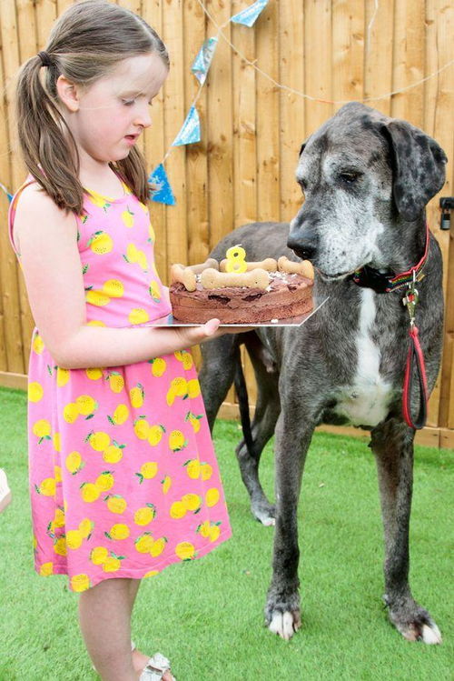 英国8岁巨型狗狗去世,生前为吉尼斯纪录最高狗狗,身高2米多
