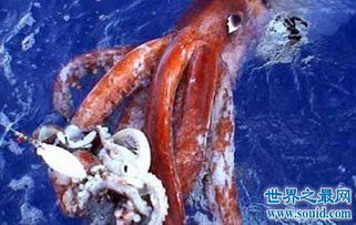 大王酸浆鱿形态特征介绍 堪称最大的无脊椎动物 