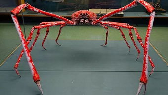 世界上最大的螃蟹排名,杀人螃蟹有4个长度 世界上最大的蜘蛛