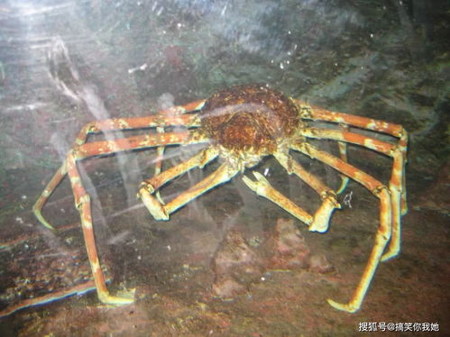 世界上最大的螃蟹 重可达20公斤肉质鲜美,却被称之为 杀人蟹