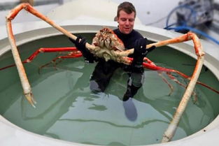 全球最大的螃蟹,据说可轻易杀人,进入我国却沦为 盘中餐