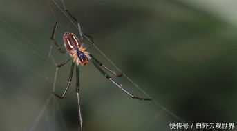 世界上最大、最有毒的蜘蛛 世界上最大之最