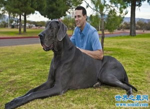 世界上最大的狗 大乔治 ,站立高度可达2.2米 食量惊人 