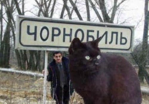 乌克兰巨猫angie是骗局 乌克兰巨猫安吉尔