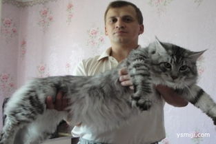 这只猫被封世界第一巨猫,高大如牛眼神阴森 