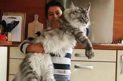 世界上最大的猫,你见过吗