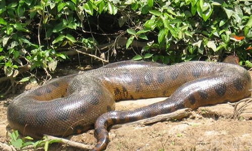 大蛇为蟒,但是别以为世界上最大的蛇就是蟒蛇,你还没见过它