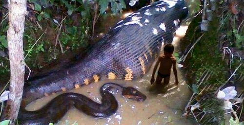 史前最大的蛇类怪兽,是亚马逊森蚺的直系祖先,可以生吞成年鳄鱼