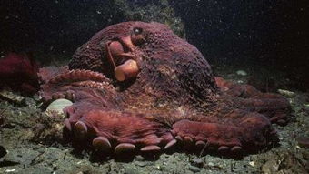 重达554公斤的北太平洋巨型章鱼获得第一名 554斤等于多少公斤