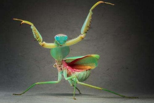 地球上10大螳螂,非洲绿巨螳和中华大刀螳领衔,你知道几个
