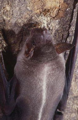 世界上最可怕的蝙蝠有哪些? 世界上最可怕的蝙蝠照片