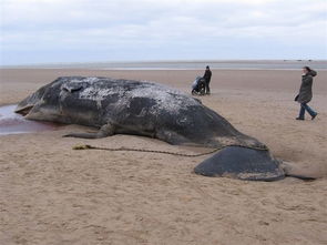 一头抹香鲸因吞下64磅垃圾 最后死于西班牙海滩