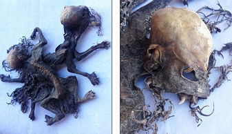 智利农民发现疑似 吸血怪物 残骸引发恐慌 