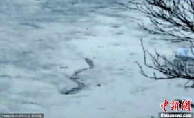 冰岛拉加尔河 水怪 录像曝光 