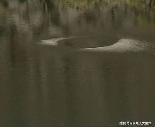 青海湖怪和铜山湖怪,都是中国比较有名的水怪事件