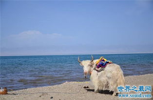 中国最大的湖泊,青海湖的水怪传说故事 