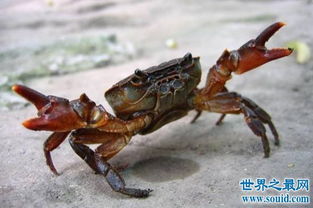 世界上最大的螃蟹排名 螃蟹是什么样子的 世界上最大的螃蟹排名