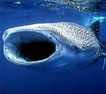 世界上最大的鱼排名 马林鱼总体重超过0 世界上最大的鱼排名视频
