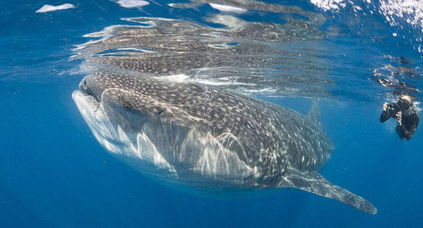 比利时摄影师水下和巨型鲸鲨亲密接触 