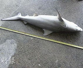 香港海域发现鲨鱼尸体 疑为公牛鲨会攻击人 