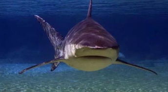 罕见巨无霸鲨鱼误入鱼网后悲剧了 直接被人类杀死