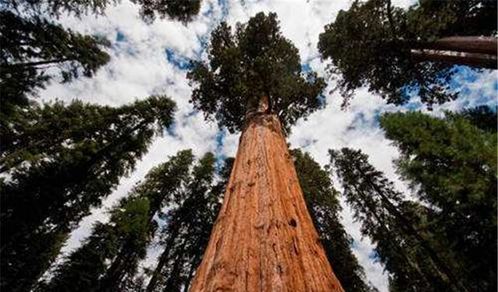 世界十大树木排名最高 澳大利亚杏仁桉树 156米 北方十大耐寒树木排名