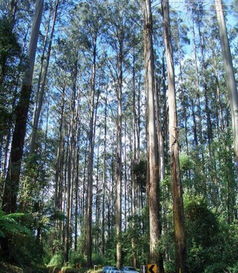 一郎档案 世界上最高的树,杏仁桉树高156米