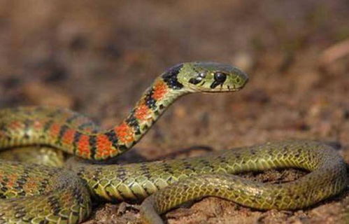 有毒蛇和无毒蛇的区别是什么,一条蛇真的可以缠死一个人吗