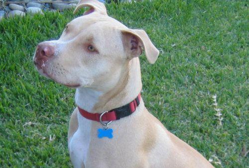 地球上10大最凶狠的禁养猛犬,比特犬居榜首,罗威纳犬排第二 