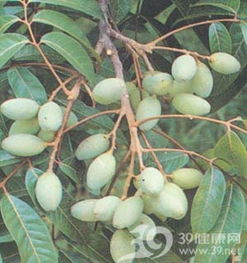 青榄 青榄图片 