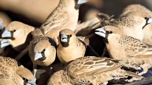 世界上最大的鸟巢,重达1吨住着500多只鸟,竟是悬挂于树上