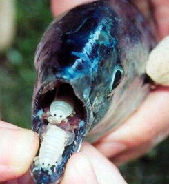 这是什么虫子,在鱼的嘴巴里发现的,有很多脚,很恶心,鱼还能不能吃了,是不是寄生虫,吃了鱼会不会有事 