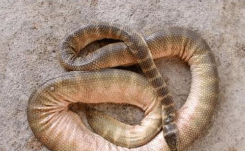世界第一毒蛇排名 贝尔彻海蛇 它是世界上最有毒的蛇之一 世界第一毒蛇排名怪兽