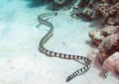 世界十大毒蛇之一的贝尔彻海蛇,一度说是世界第一的毒蛇