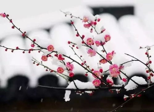 梅花雪 梅香正浓时,此情开到荼靡 